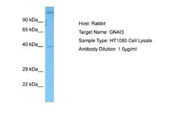GNAI3 Rabbit anti-Human, Polyclonal, Novus Biologicals 0.1 mL | Buy Online | Novus Biologicals | Fisher Scientific